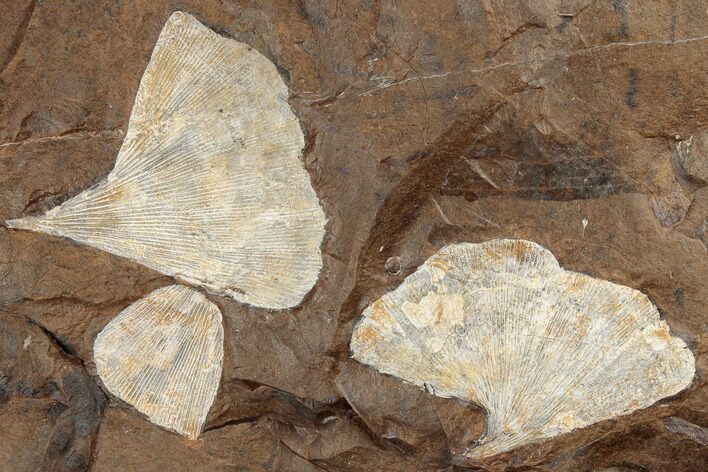 Three Fossil Ginkgo Leaves From North Dakota - Paleocene #188691